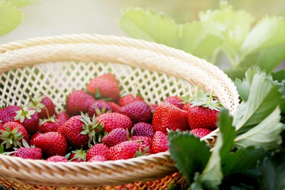 strawberries in basket