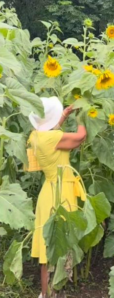 Sunflower picking 2026