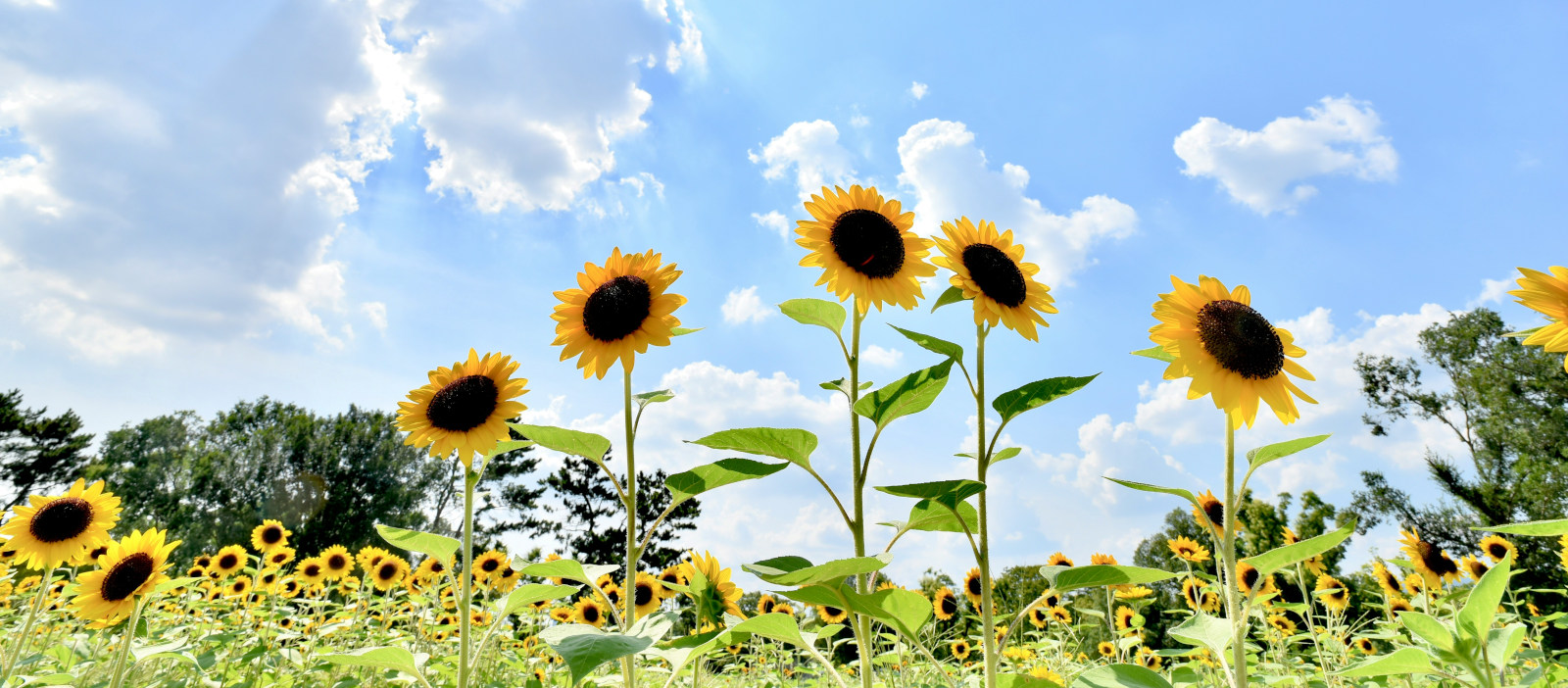 Sunflower Pcking - How It Works