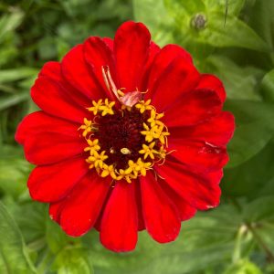 Red Dahlia Zinnia
