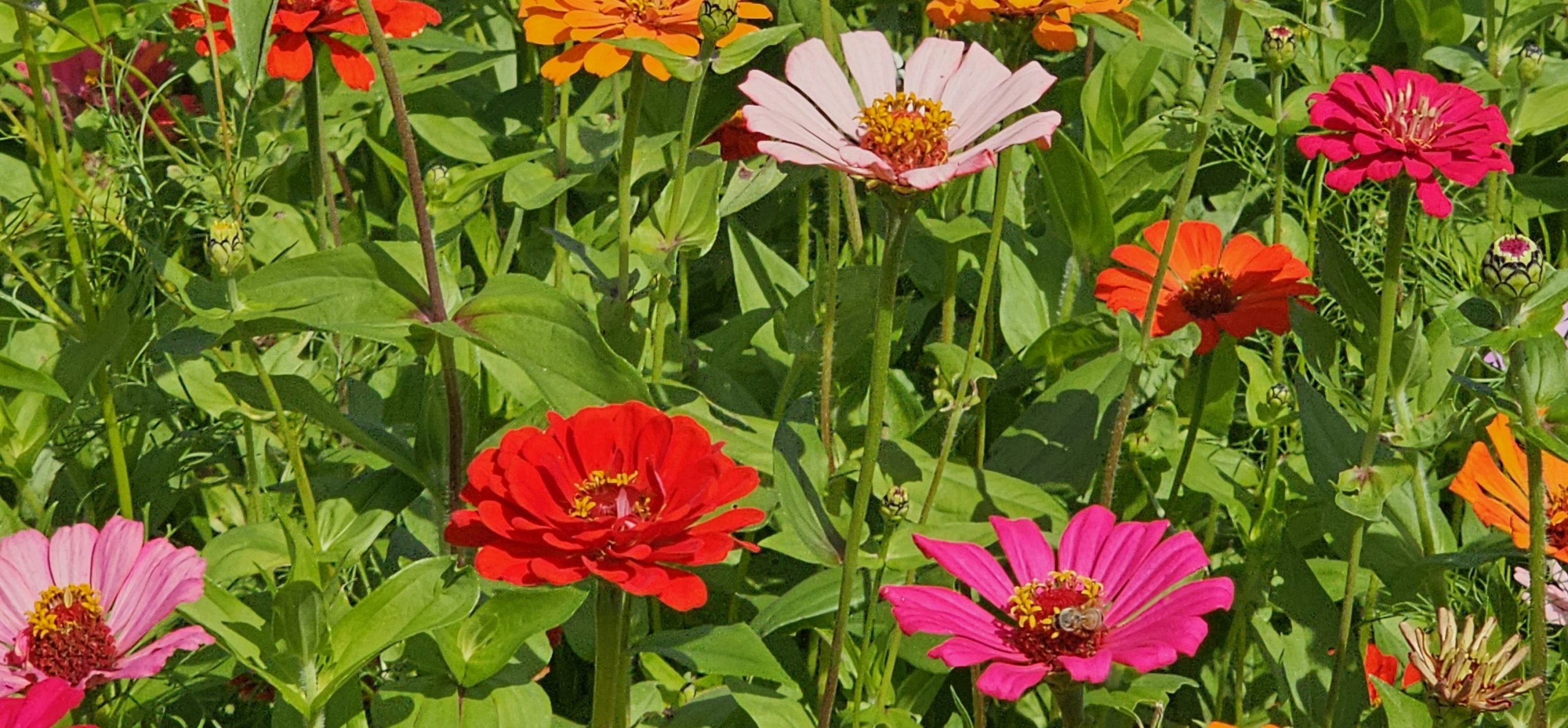 All Our Dahlia Zinnias in bloom