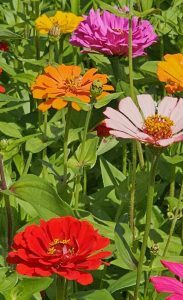 Portrait View of Dahlia Zinnias in bloom